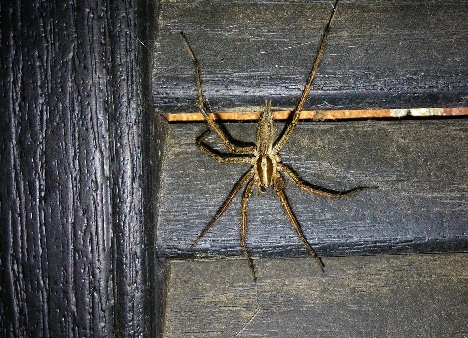 grass spider in the wooden wall