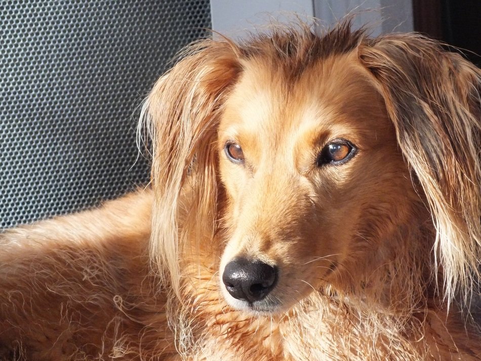 hybrid dog saluki