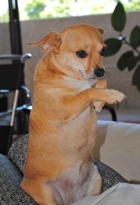 chihuahua dog asks for something