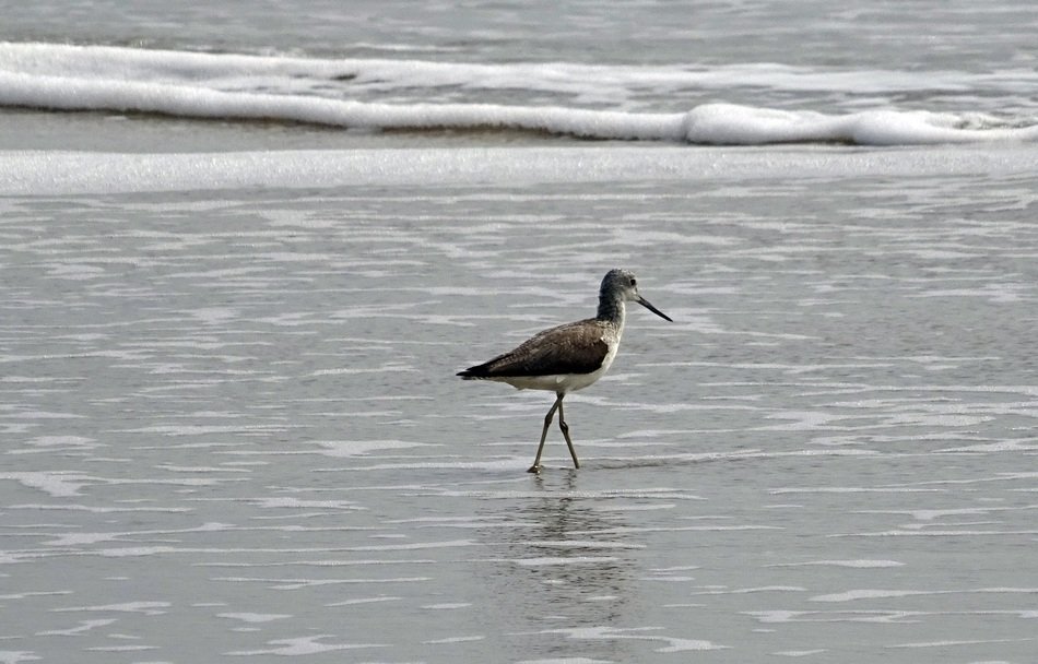 Sanderling on the beach in India