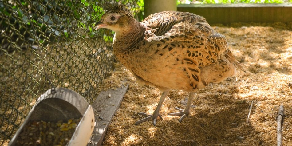 proud pheasant in the cage