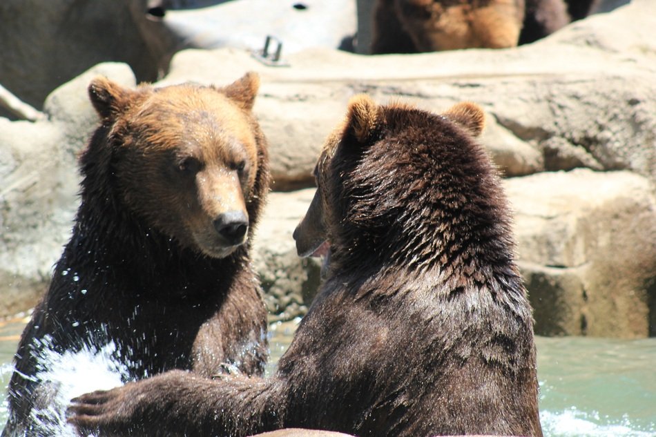 Bears play in the water free image download