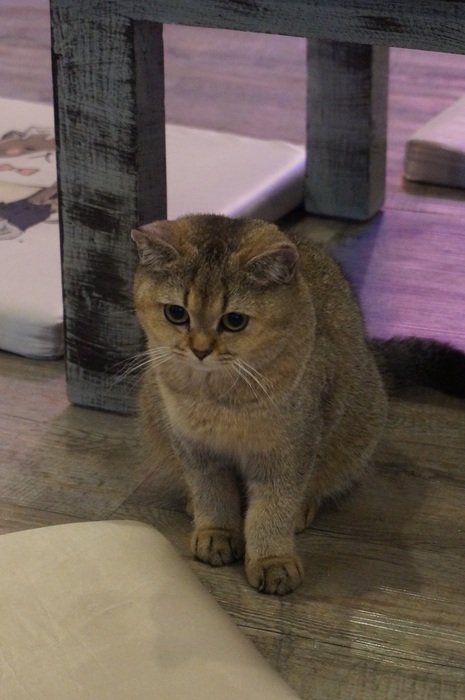 british shorthair cat at home