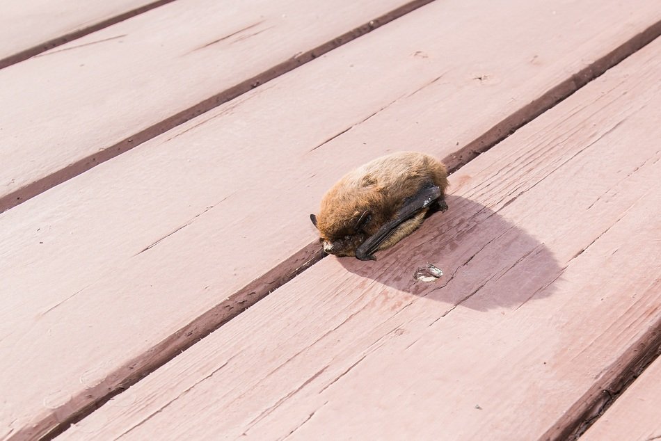 Pipistrelle on the pink wooden bench