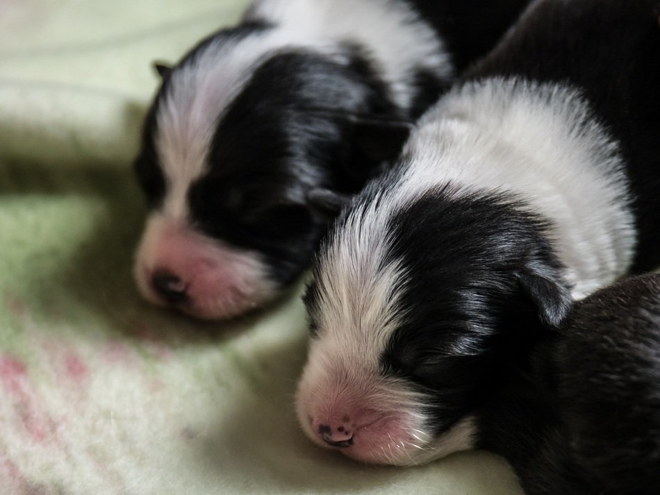 border collie puppies on the bedspread