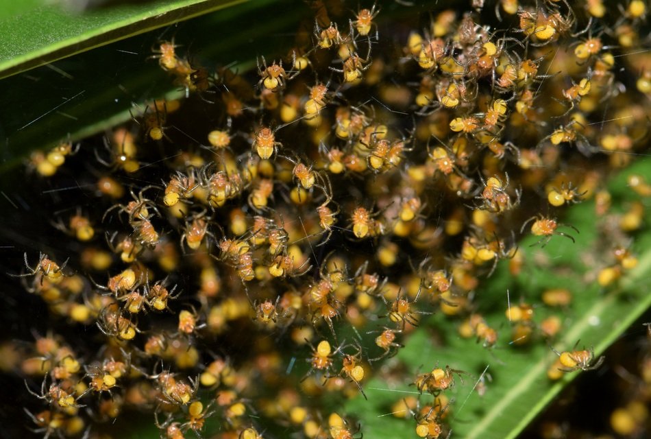 entrance to the swarm of bees
