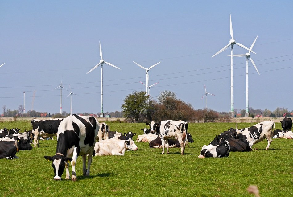 cows on pasture under wind turbines in east friesia