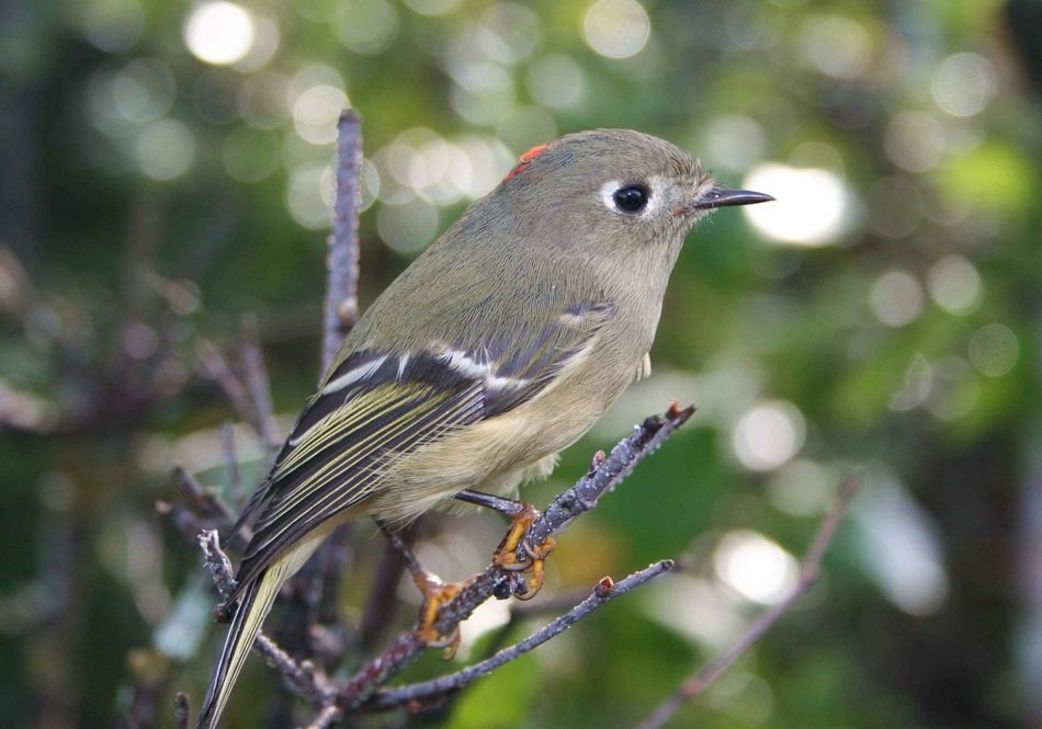 Kinglet on the calendula