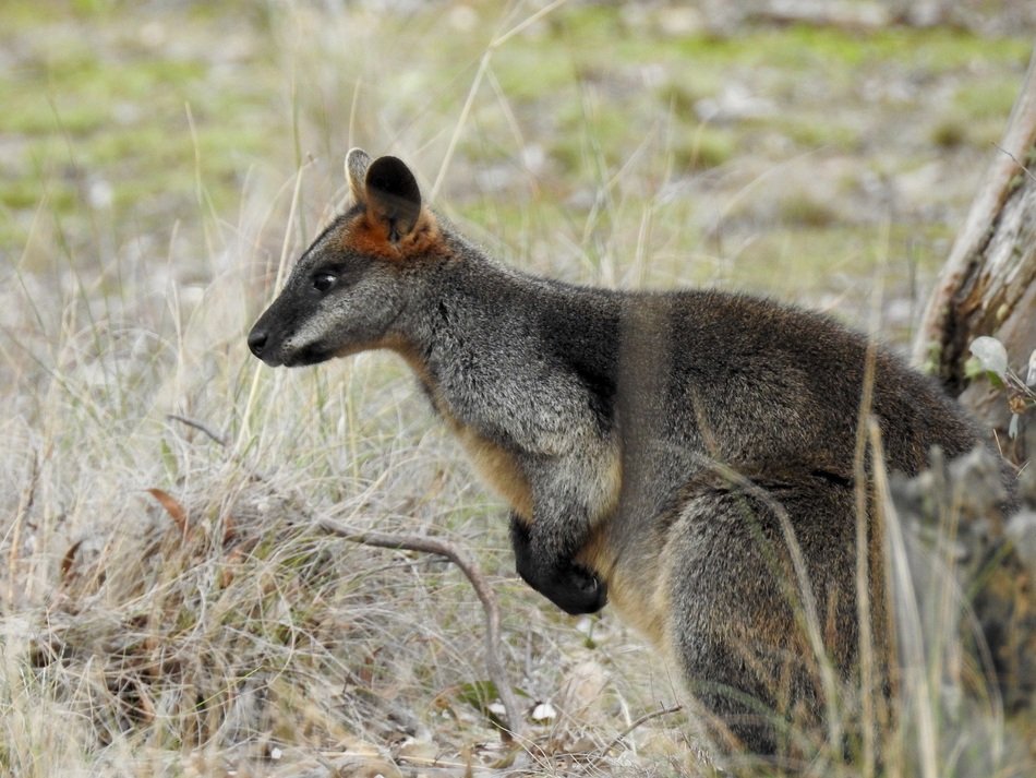 closeup picture of standing swamp wallaby in wildlife