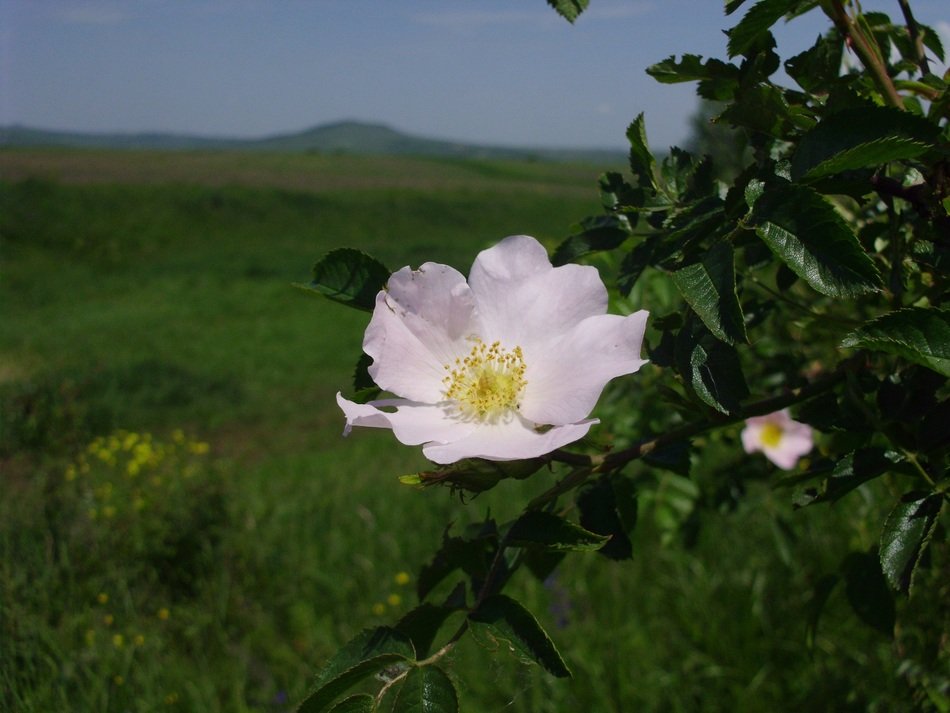 wild rose flower on the field
