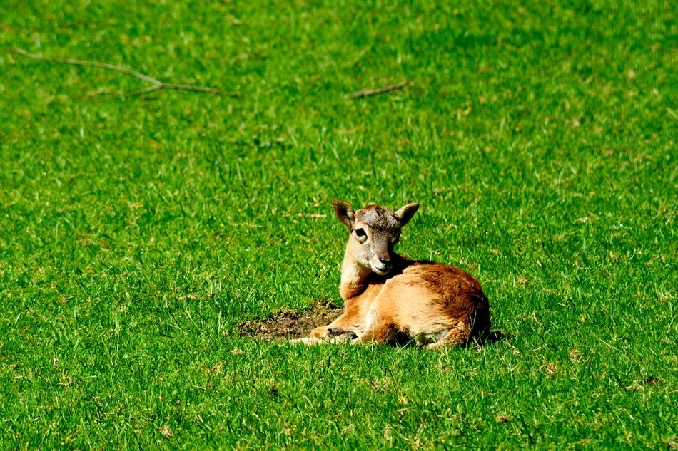 mouflon on bright green grass