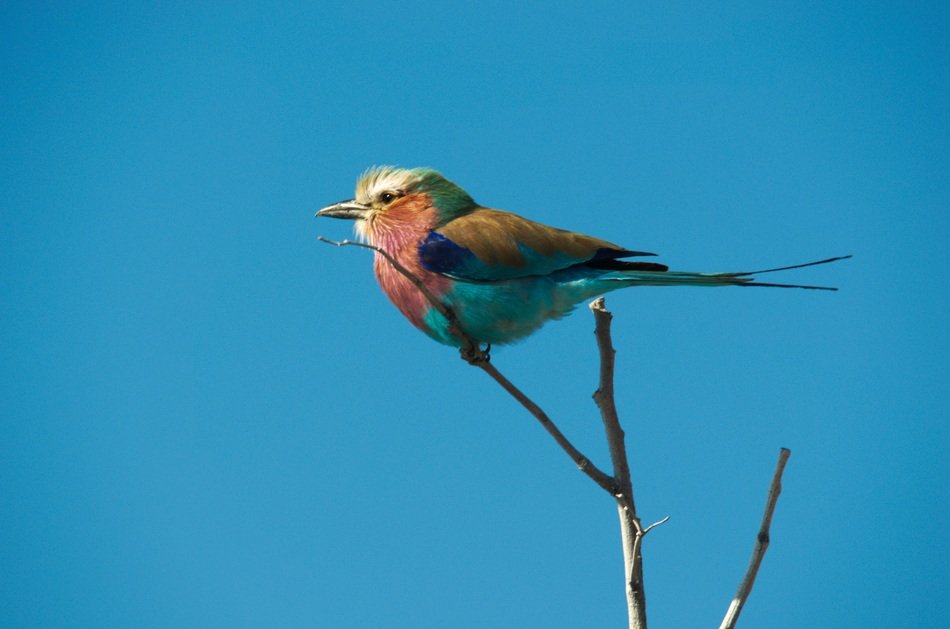 perched colourful roller