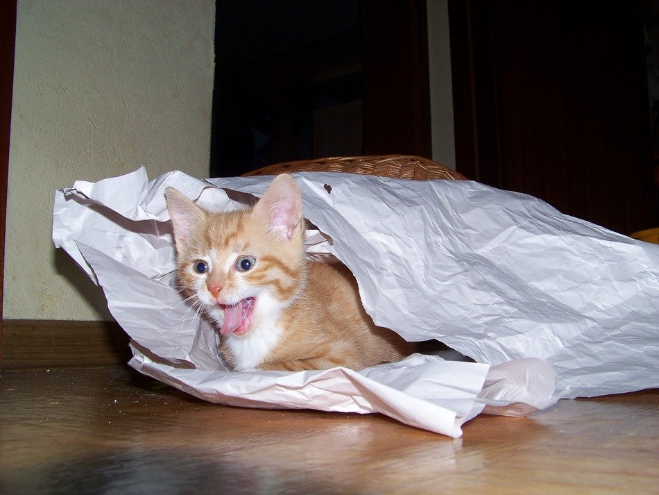 Kitten in package