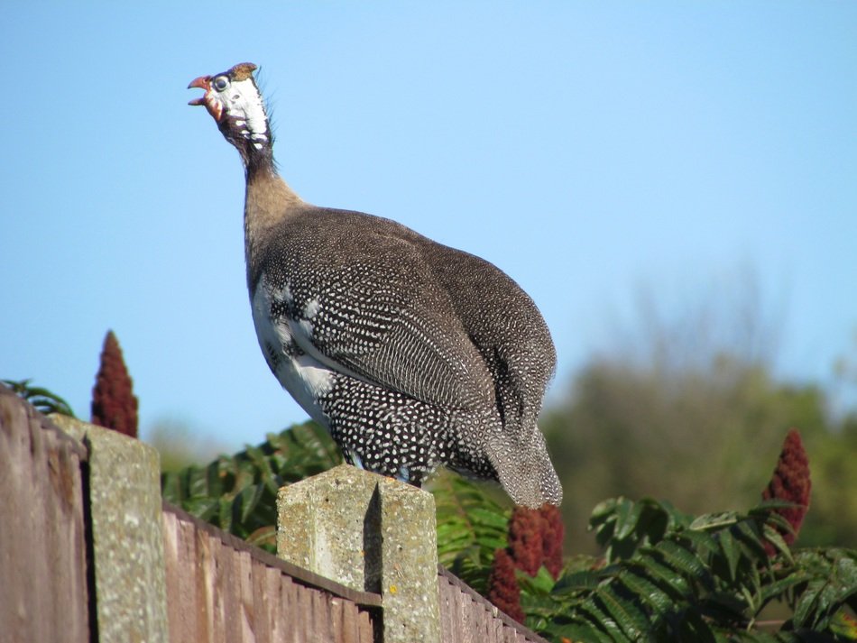 Fowl on the farm