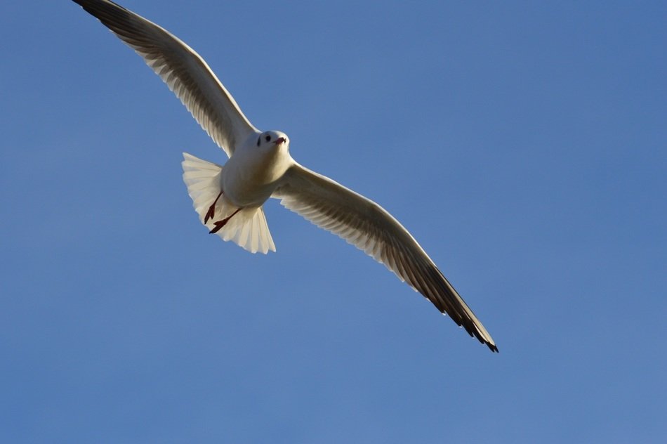 seagull with wingspan in the sky