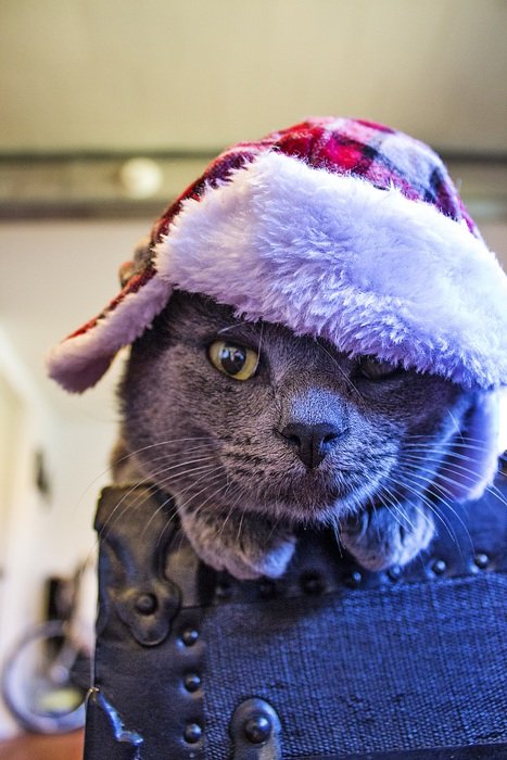 the kitten in the cap