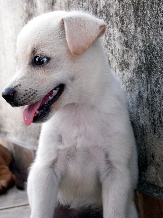 white puppy near the house