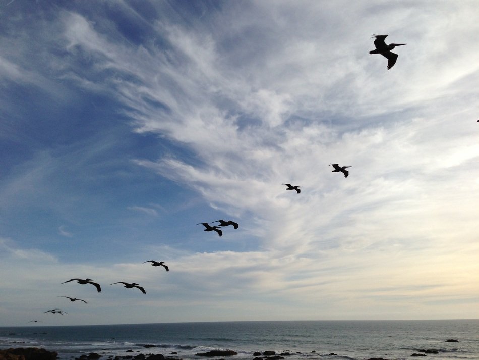 pelicans fly under the sky