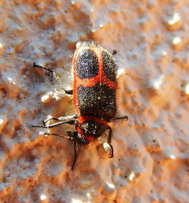 black and red bug in wildlife