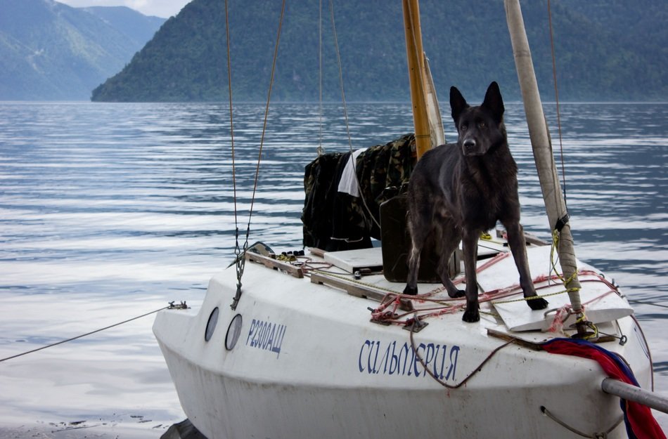 Dog on the Yacht