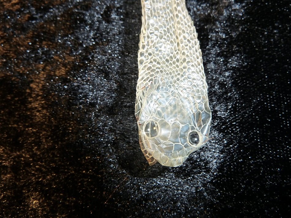 corn snake in the water
