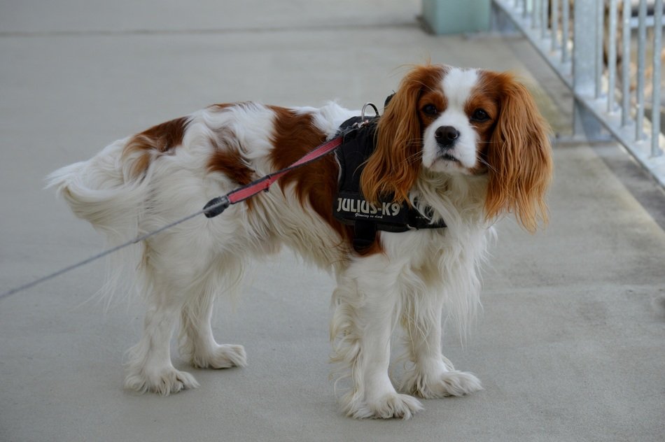 dog on a leash on the bridge
