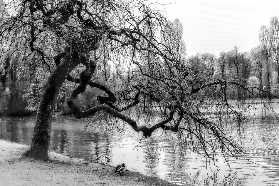 Crippled Stunted Tree