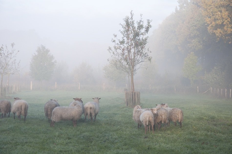Sheep in the fog in autumn