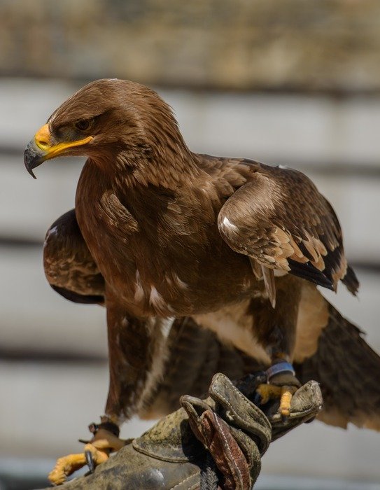 Eagle in Hawaii