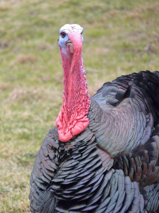 turkey in agriculture