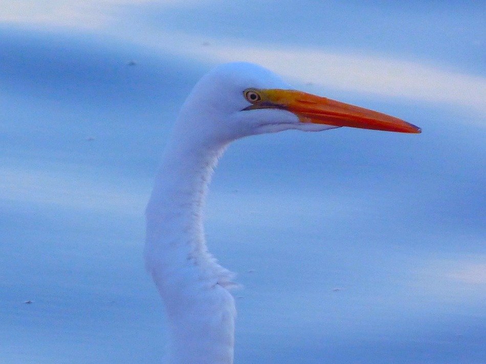 White egret with long neck