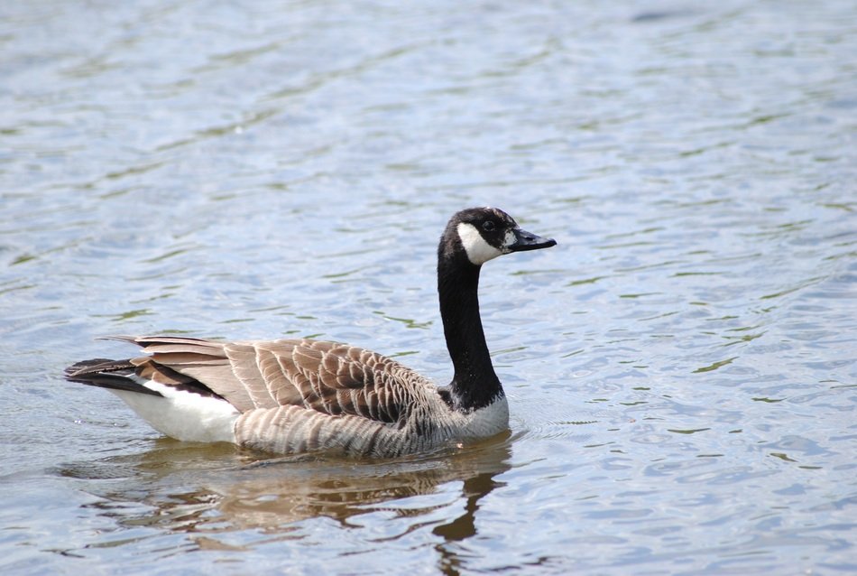 gray duck with a black neck on the water