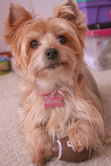 yorskire terrier dog