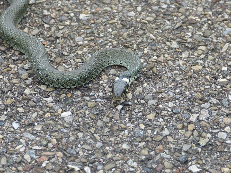 colubridae snake on the road