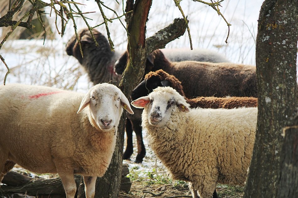 domestic sheep on pasture in winter