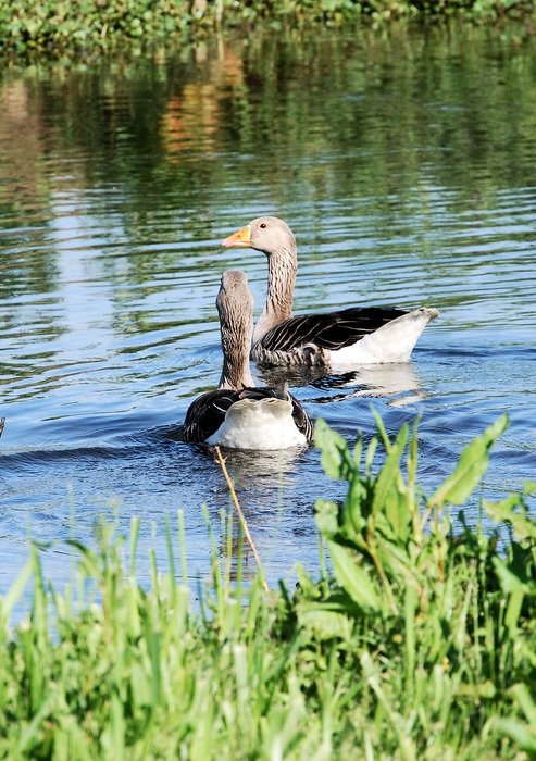 landscape of old geese swim on the river