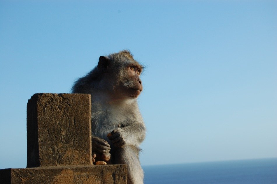 baboon is watching near the water