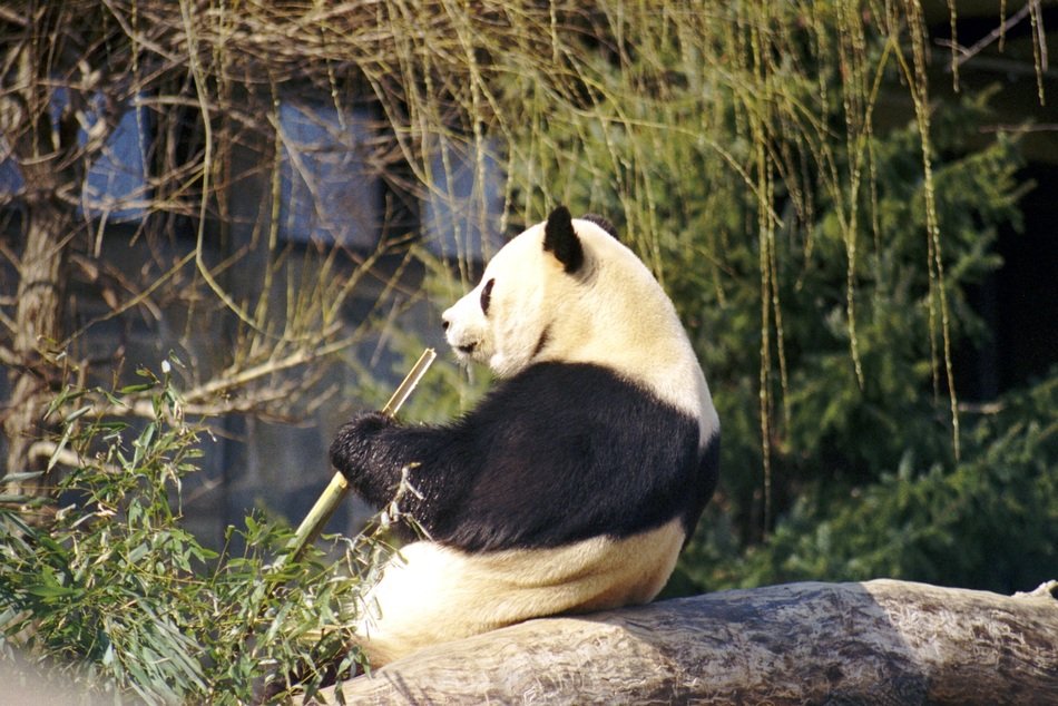 beauty Giant Panda