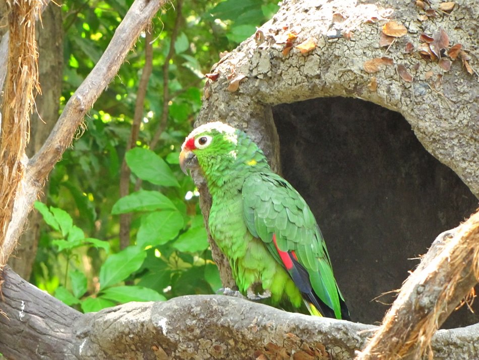 Parrot in Ecuador