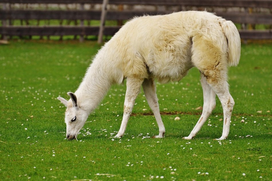 white lama in the pasture