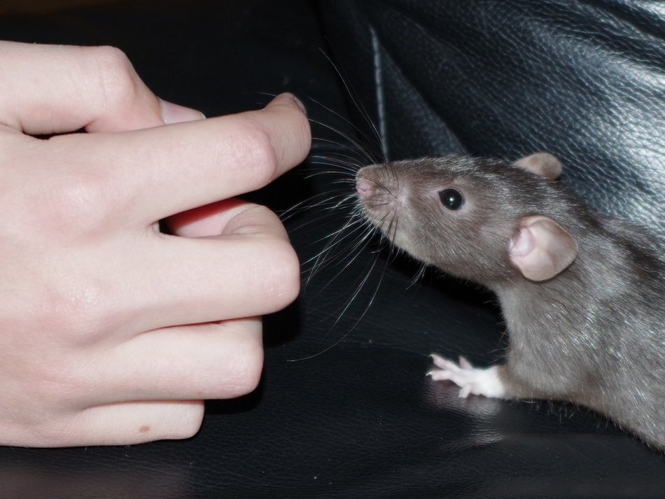 closeup picture of gray rodent near the hand