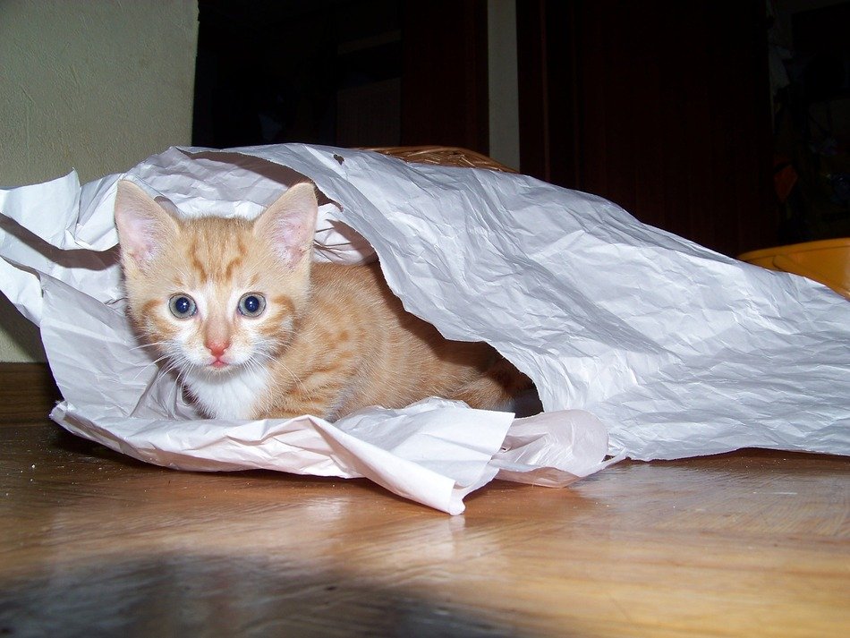 small red kitten in the paper bag