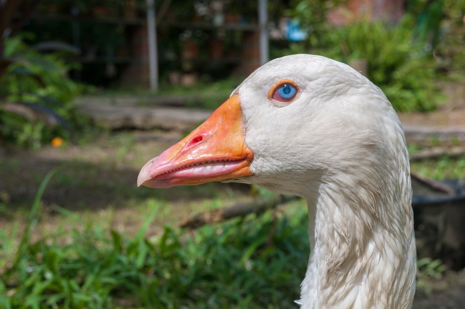 goose head with blue eye close-up