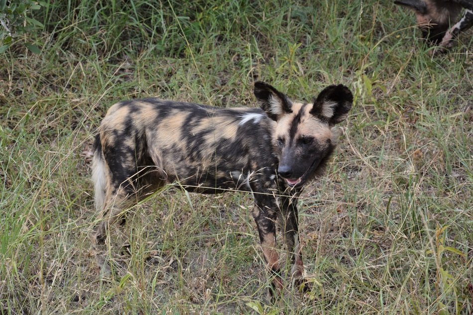 hyena on the autumn field