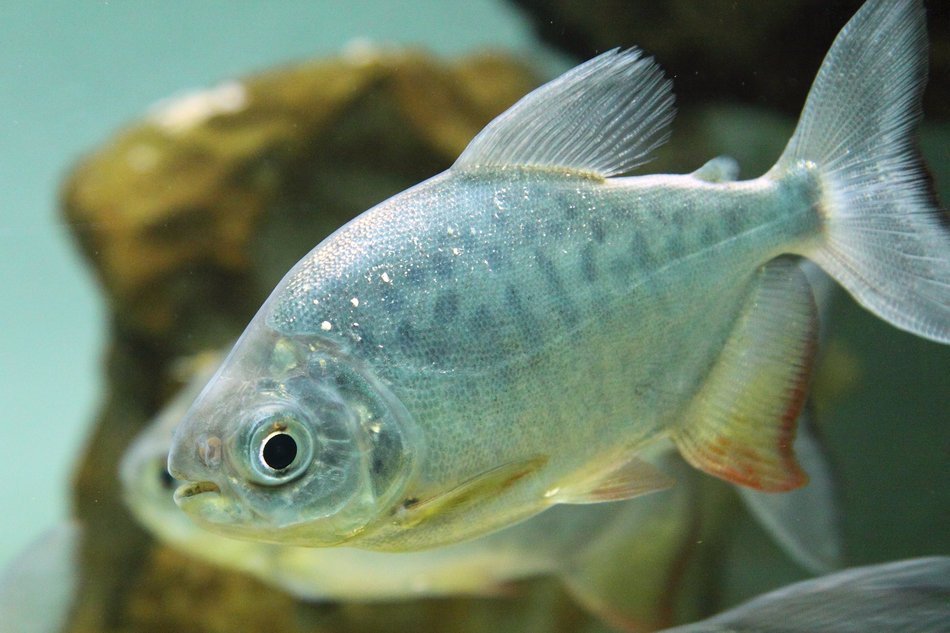 enchanting Fish Aquarium