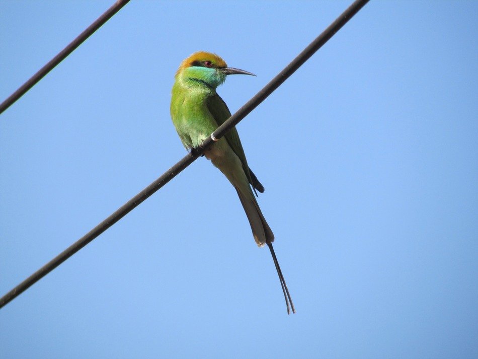 kingfisher sitting on the wires