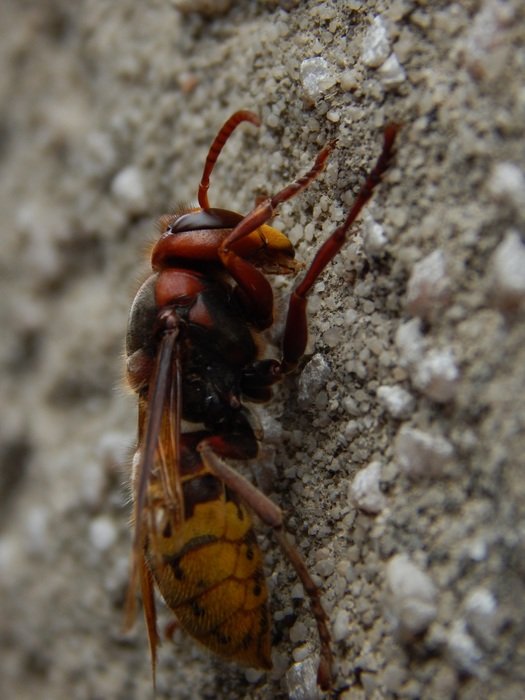 Hornet on the wall