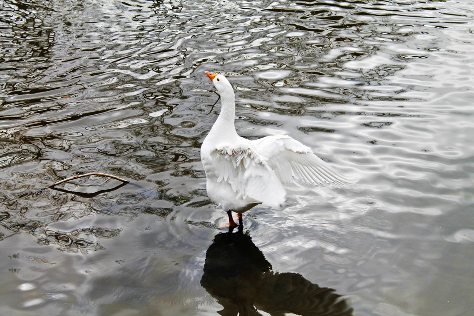 white Swan Bird Animal on lake