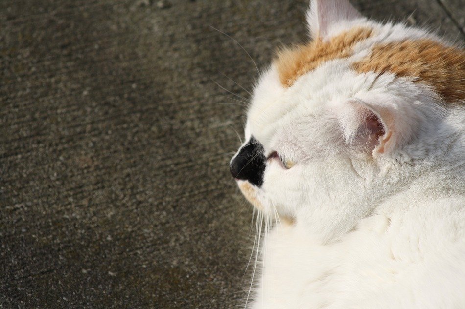 white cat on the road