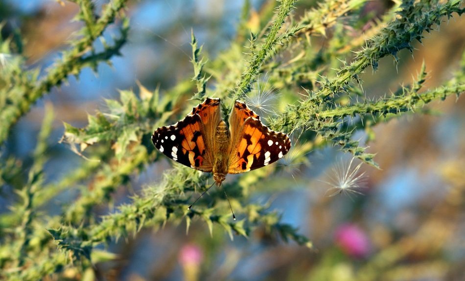 bright butterfly in spring